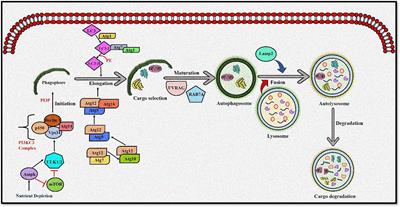 Crosstalk Between ROS and Autophagy in Tumorigenesis: Understanding the Multifaceted Paradox